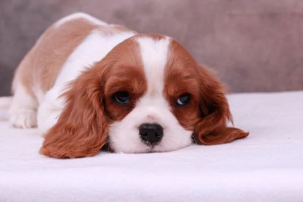 Cavalier king mini cuccioli | Foto 2