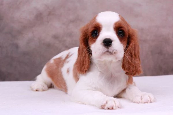 Cavalier king mini cuccioli | Foto 1
