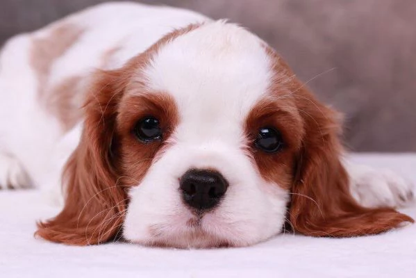 Cavalier king mini cuccioli | Foto 0