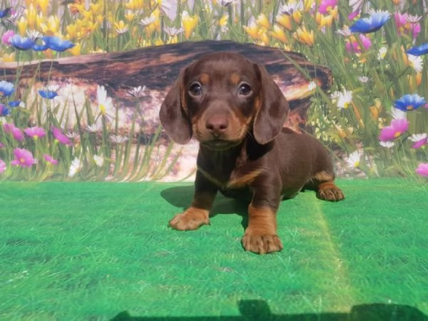 Bassotto cuccioli choccolate | Foto 1