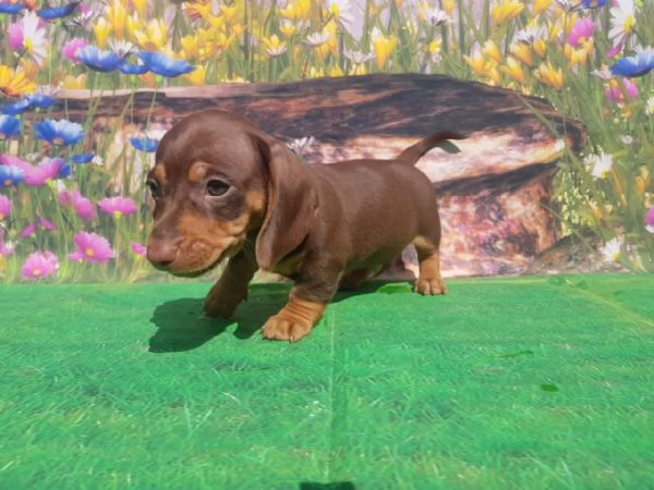 Bassotto cuccioli choccolate