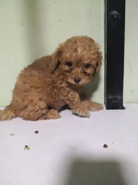 Barboncino red cuccioli | Foto 1