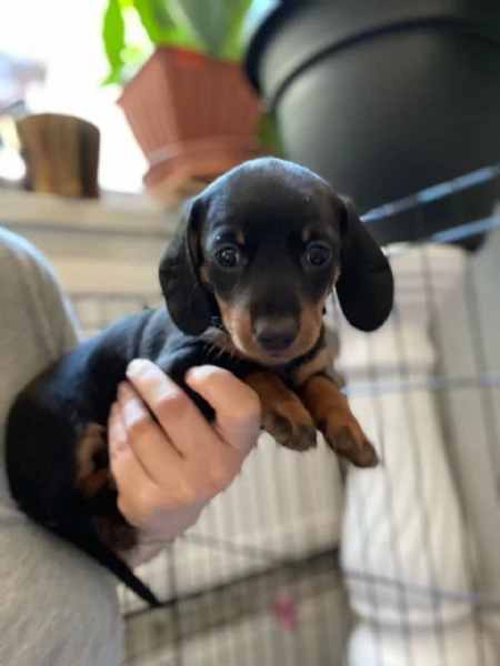 Bassotto cuccioli piccoli | Foto 4