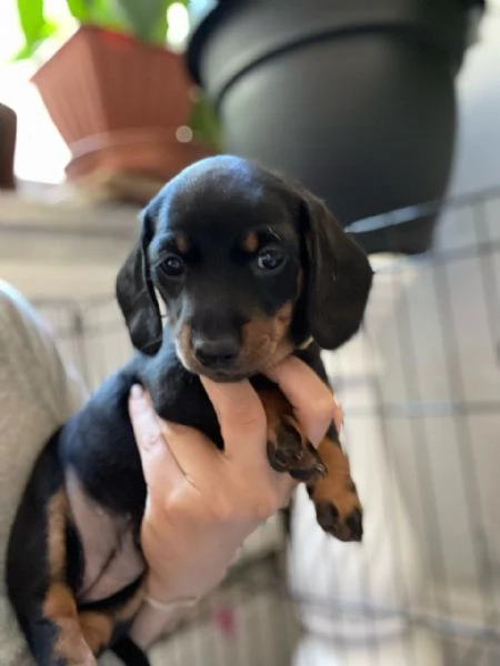 Bassotto cuccioli piccoli | Foto 1