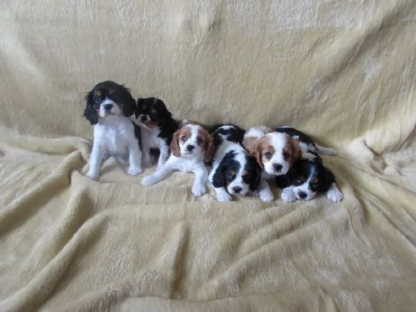 Cavalier King cuccioli | Foto 3