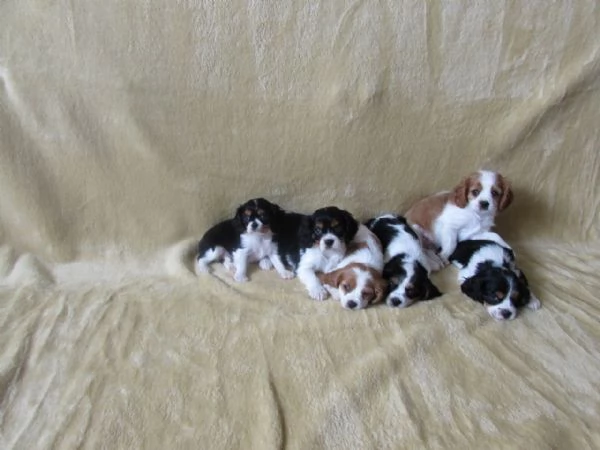 Cavalier King cuccioli | Foto 1