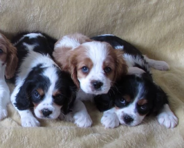 Cavalier King cuccioli