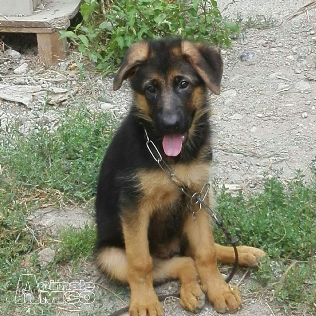 Vendita Cucciolo Pastore Tedesco Da Privato A Mantova Cucciola