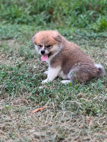 Akita Inu  | Foto 5