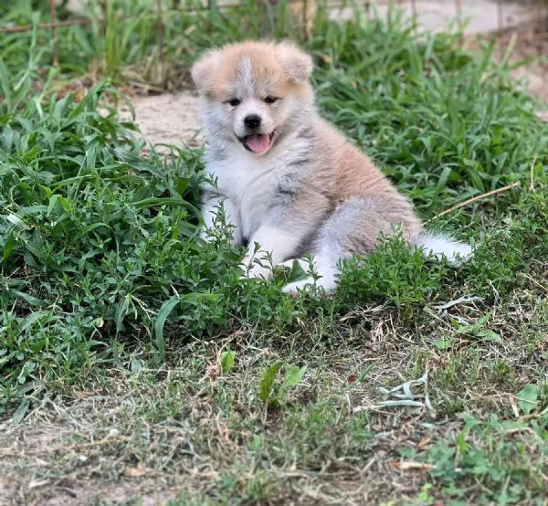 Akita Inu  | Foto 4