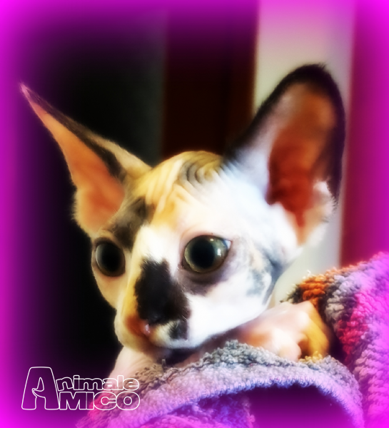 Vendita Cucciolo Sphynx Da Allevatore A Udine Cuccioli Sphynx