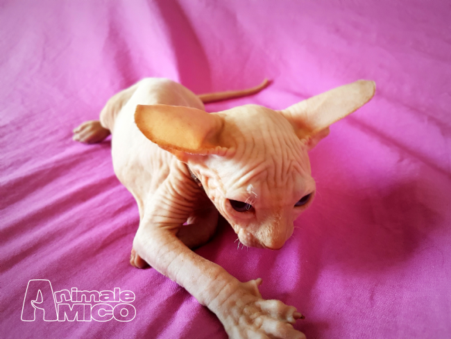 Vendita Cucciolo Sphynx Da Allevatore A Udine Cuccioli Sphynx