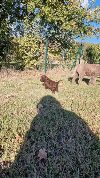 Cucciolo di Lagotto con pedigree | Foto 3