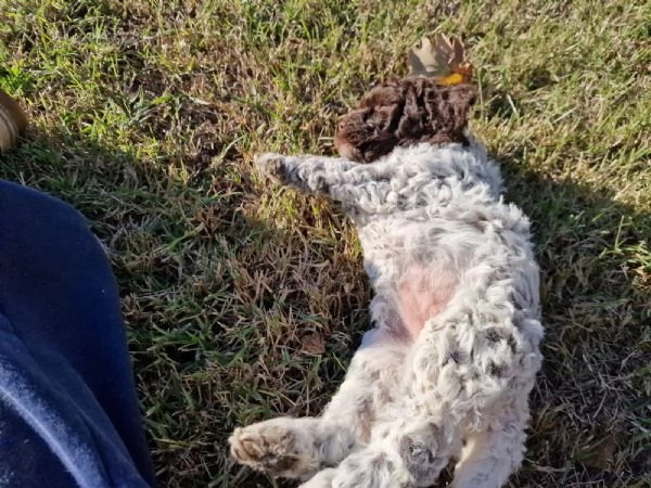 Cucciolo di Lagotto con pedigree | Foto 2