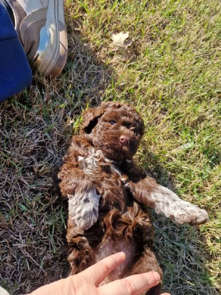 Cucciolo di Lagotto con pedigree