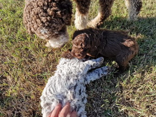 Cucciolo di Lagotto con pedigree | Foto 1