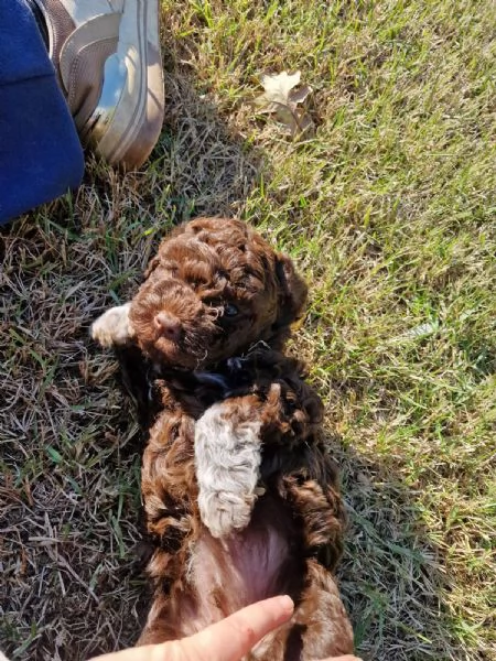 Cucciolo di Lagotto con pedigree | Foto 0