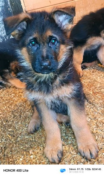 Cuccioli di pastore tedesco  | Foto 5