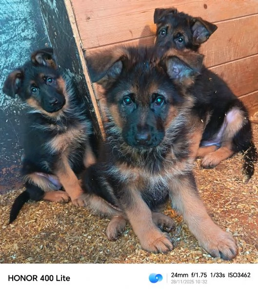 Cuccioli di pastore tedesco  | Foto 4