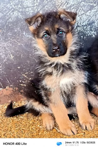 Cuccioli di pastore tedesco  | Foto 3