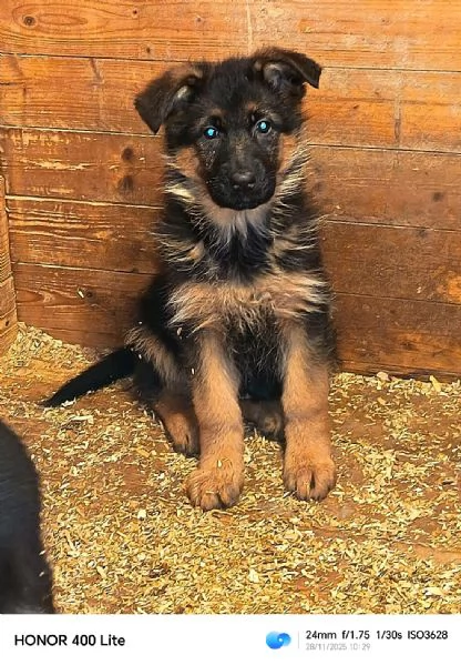 Cuccioli di pastore tedesco  | Foto 2