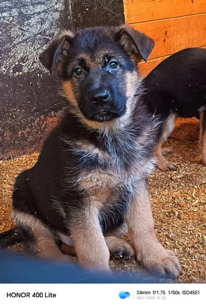 Cuccioli di pastore tedesco  | Foto 1