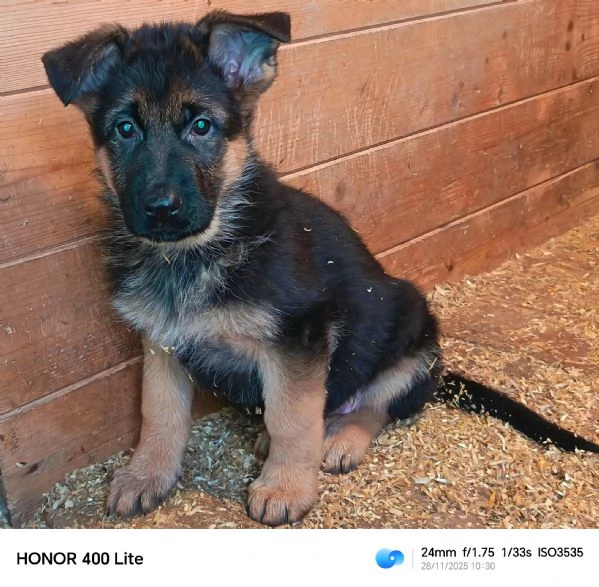 Cuccioli di pastore tedesco 