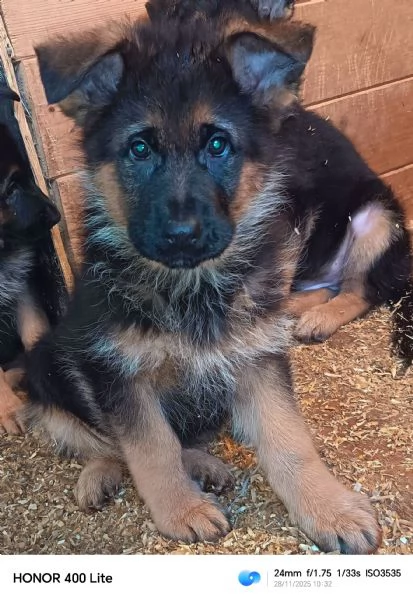 Cuccioli di pastore tedesco  | Foto 0