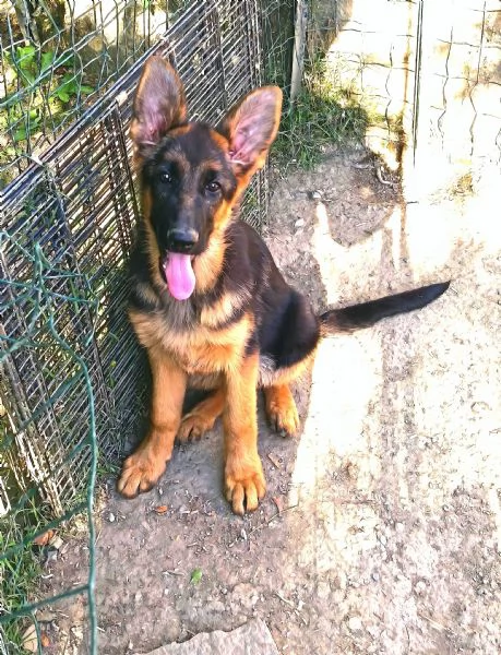 Cuccioli di pastore tedesco maschi  | Foto 4