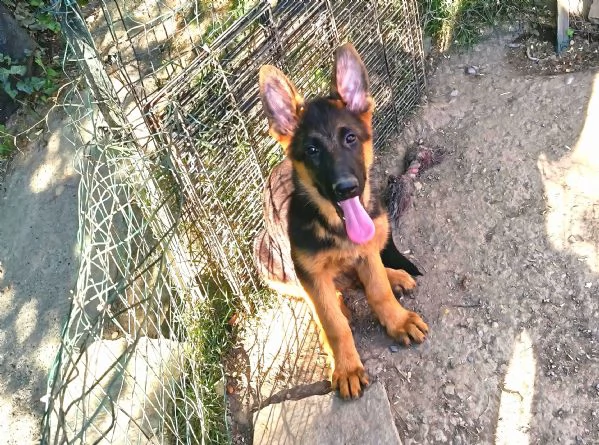 Cuccioli di pastore tedesco maschi  | Foto 3