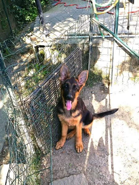 Cuccioli di pastore tedesco maschi  | Foto 2