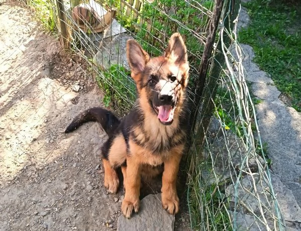 Cuccioli di pastore tedesco maschi 