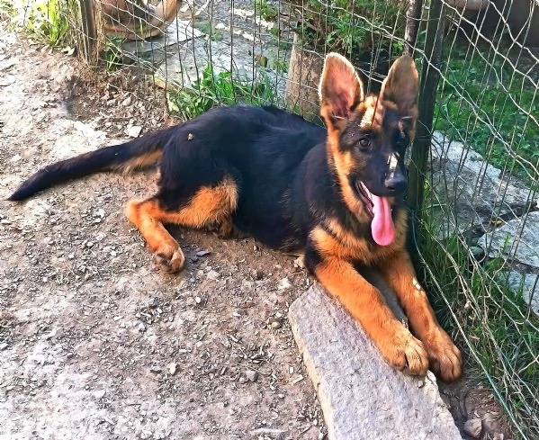 Cuccioli di pastore tedesco maschi  | Foto 1