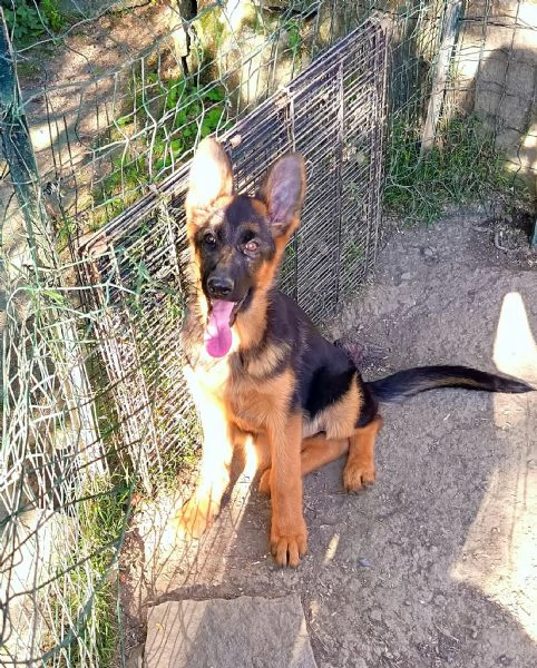 Cuccioli di pastore tedesco maschi  | Foto 0