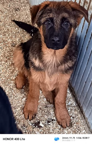 Cuccioloni di pastore tedesco 