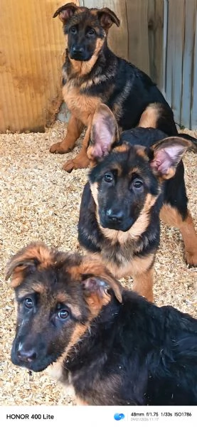 Cuccioloni di pastore tedesco  | Foto 5