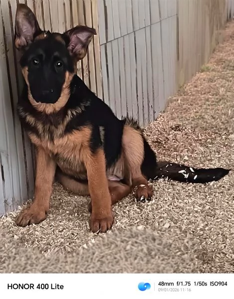 Cuccioloni di pastore tedesco  | Foto 3