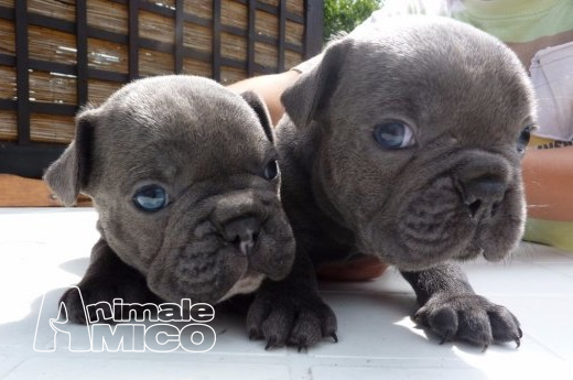 Vendita Cucciolo Bulldog Da Privato A Bari Bulldog Francese 05092016