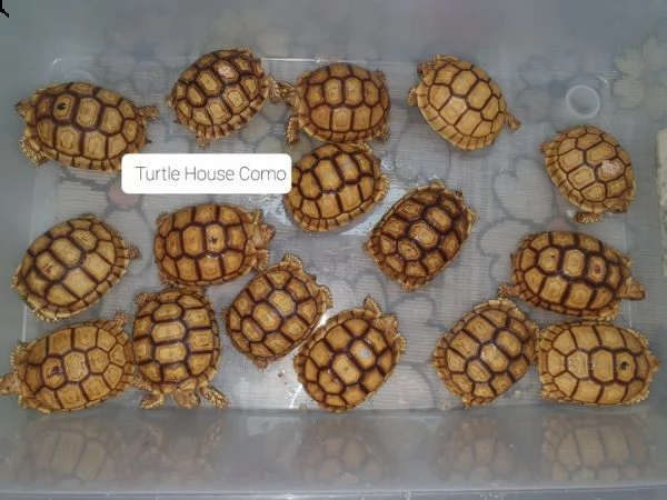 tartaruga terrestre c.sulcata