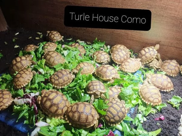 tartaruga terrestre c.sulcata | Foto 3