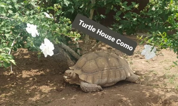 tartaruga terrestre c.sulcata | Foto 2