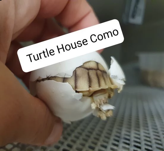 tartaruga terrestre c.sulcata | Foto 0