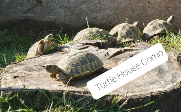 tartaruga terrestre testudo hermanni boettgeri | Foto 2
