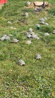 tartaruga terrestre testudo hermanni boettgeri