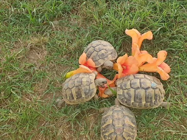 tartaruga terrestre testudo hermanni boettgeri | Foto 1