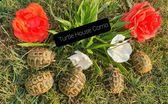 tartaruga terrestre testudo hermanni boettgeri | Foto 0
