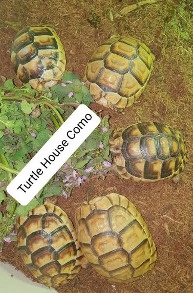 tartaruga terrestre testudo marginata | Foto 0