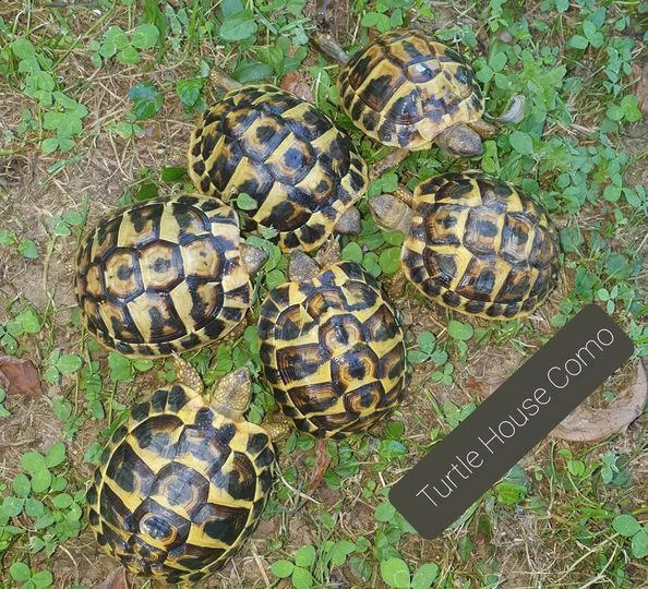 tartaruga terrestre testudo hermanni | Foto 0