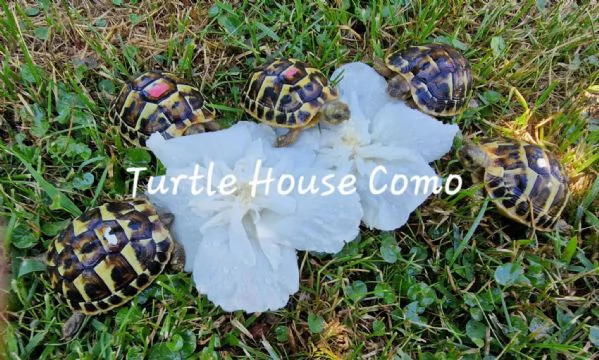 tartaruga Testudo HermmanniGraecaMarginata | Foto 4