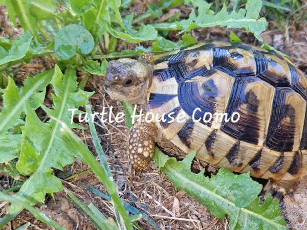tartaruga Testudo HermmanniGraecaMarginata | Foto 3